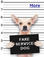 Nineteen states make it a crime to dress up a pet and pretend it's a working service dog.